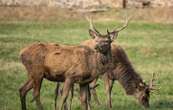 Un cerf vêtu d'une veste réfléchissante jaune fluo aperçu au Canada