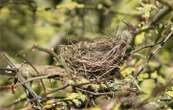 Quel est cet oiseau rare qui a été observé dans l’Hérault ?