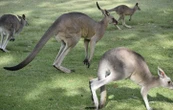 Qui se cache derrière l’abattage illégal de 65 kangourous en Australie ?