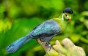 Tout savoir sur le touraco, oiseau « mangeur de bananes »