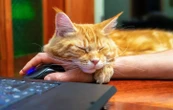 5 raisons pour lesquelles votre chat vous suit
