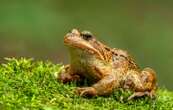 Où vivent les grenouilles rousses ?