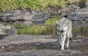 Les loups multiplient les attaques dans cette ferme bovine ardennaise