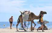 Dans l’Hérault, des dromadaires s’incrustent sur la plage