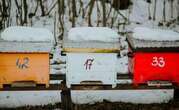 Comment les abeilles se tiennent-elles chaud durant l’hiver ?