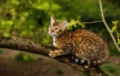 Chat insolite : Le bengal