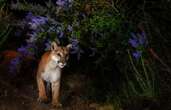 Un puma blesse un petit garçon de cinq ans dans un parc national américain