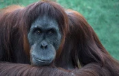 Cet orang-outan blessé s’est soigné tout seul avec des plantes