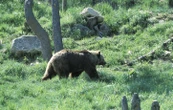 Un ours se balade tranquillement aux abords des maisons dans les Pyrénées