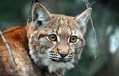 Un lynx tué par arme à feu dans le Jura, l’Etat porte plainte