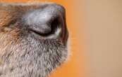 3 incroyables capacités sensorielles des chiens