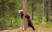 En Roumanie, un ours brun aurait été abattu par un prince du Liechtenstein