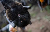 Une chauve-souris géante des Comores naît pour la première fois en France