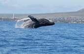 Quand une baleine protège son bébé d’une attaque d’orques