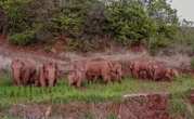 Des éléphants s’échappent en Chine, des camions leur font barrage