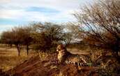 La Namibie va abattre des centaines d’animaux pour lutter contre la famine