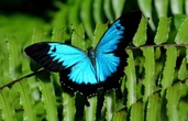 Quels animaux vivent dans la plus vieille forêt du monde ?
