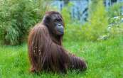 Ce pays d’Asie voulait offrir des orangs-outans contre son huile de palme