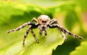 Zoom sur deux survivants du règne animal
