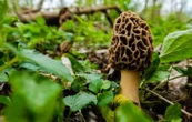 Sacrilège ! Un algorithme dévoile les bons coins à champignons