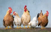 Un village anglais envahi par des poulets sauvages qui sèment le chaos