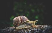 Les éleveurs d’escargots s’inquiètent de la météo pluvieuse