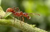 Chez les fourmis rouges, il y a aussi des croque-morts