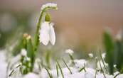 Fascinante nature : s'épanouir sous les flocons