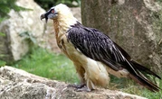Avec sa prothèse, ce vautour est le tout premier « oiseau bionique »
