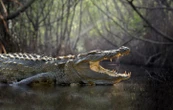 Est-il vrai que les crocodiles pleurent en mangeant ?