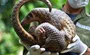 Un Vietnamien reçoit le « Nobel vert » pour sa défense des pangolins