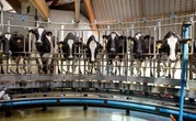 Le bruit et l’odeur des vaches définitivement condamnés par la justice