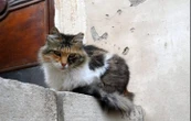 Elle retrouve son chat dix ans après sa disparition à Lyon