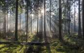 Des randonneurs découvrent 9 hectares de forêt rasés en Haute-Vienne