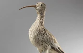 Une espèce d’oiseau probablement éteinte pour la première fois en Europe