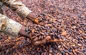 Le deuxième plus gros producteur de cacao va faire flamber ses prix