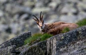 Une caméra surprend des chamois peu avant le passage du tramway à Besançon