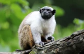 Le tamarin bicolore, un singe territorial