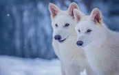 Que sait-on de Colossal Biosciences qui dit avoir fait revivre le « loup terrible » ?