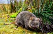 Une influenceuse choque l’Australie après avoir volé un bébé wombat à sa mère