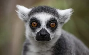Des sorties nocturnes au zoo de Paris entre chauves-souris et étoiles