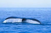 Zoom sur 3 animaux marins menacés en France