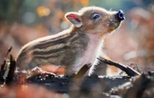 Toto le sanglier sera euthanasié, la justice a tranché
