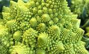 D’où vient la forme si particulière du chou romanesco ?