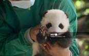 Berlin : Le zoo présente ses bébés pandas jumeaux au public