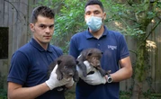 Naissance inédite d'un couple de louveteaux à Legendia Parc