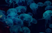 Encerclée par des méduses, elle se fait piquer des milliers de fois