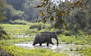 En Inde, un éléphant rejeté par son troupeau tue 16 villageois en deux mois