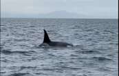 Il tombe sur deux orques au large des Landes lors d’une partie de pêche