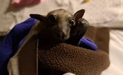 Pourquoi on est vraiment trop injustes avec les chauves-souris